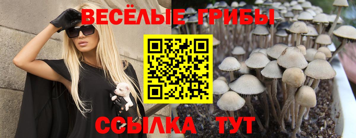 Находка  Псилоцибиновые грибы MAGIC MUSHROOMS  Вход с VPN 